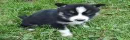 Siberian Husky dogs for sale: Sonya's male 4 - Ad 8