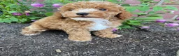 Miniature Poodle dogs for sale: Leo - Ad 3