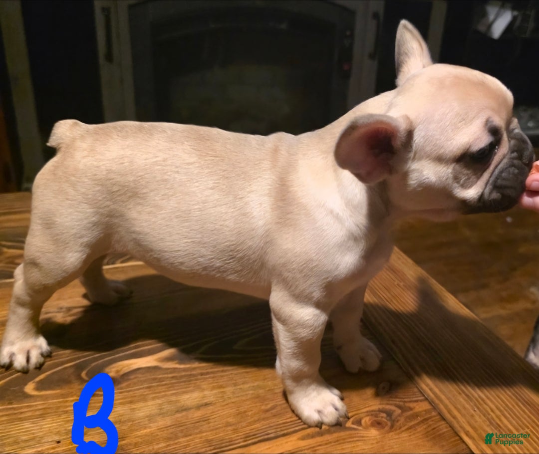 French Bulldog dogs for sale: French Bulldog Puppy 3 - Ad 1