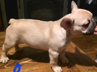 French Bulldog dogs French Bulldog Puppy 3 - Ad 34