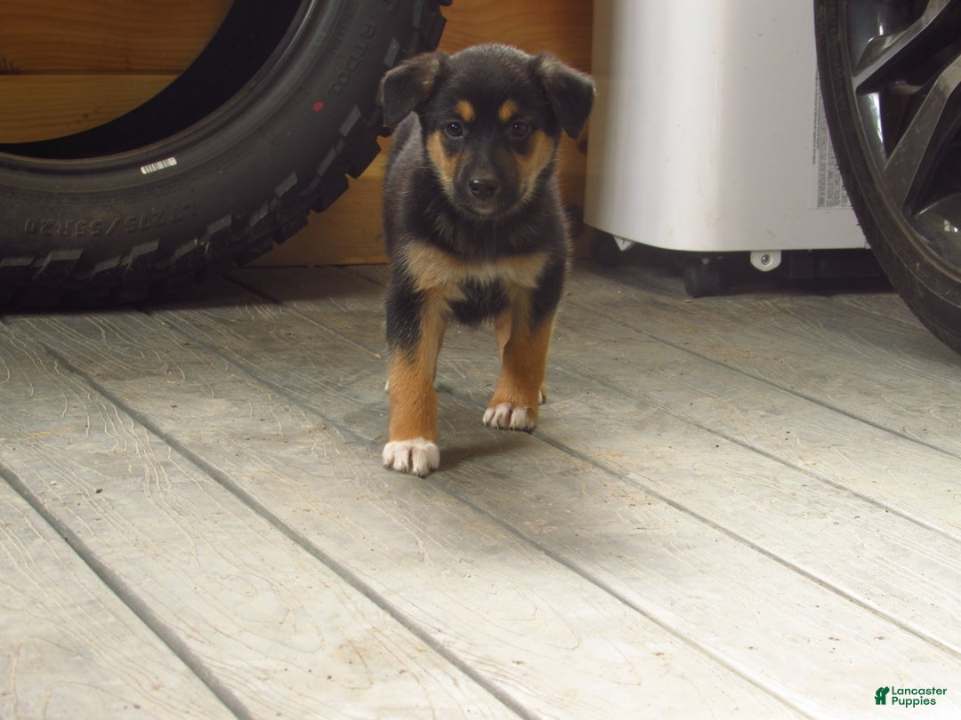 Mixed Breed dogs for sale: Kona - Ad 1