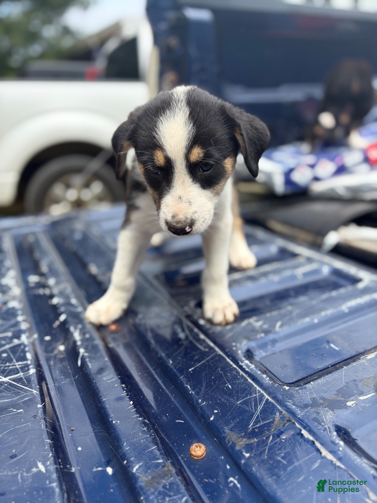 Mixed Breed dogs Mixed Breed 1 - Ad 6