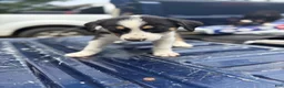 Mixed Breed dogs for sale: Mixed Breed 1 - Ad 1