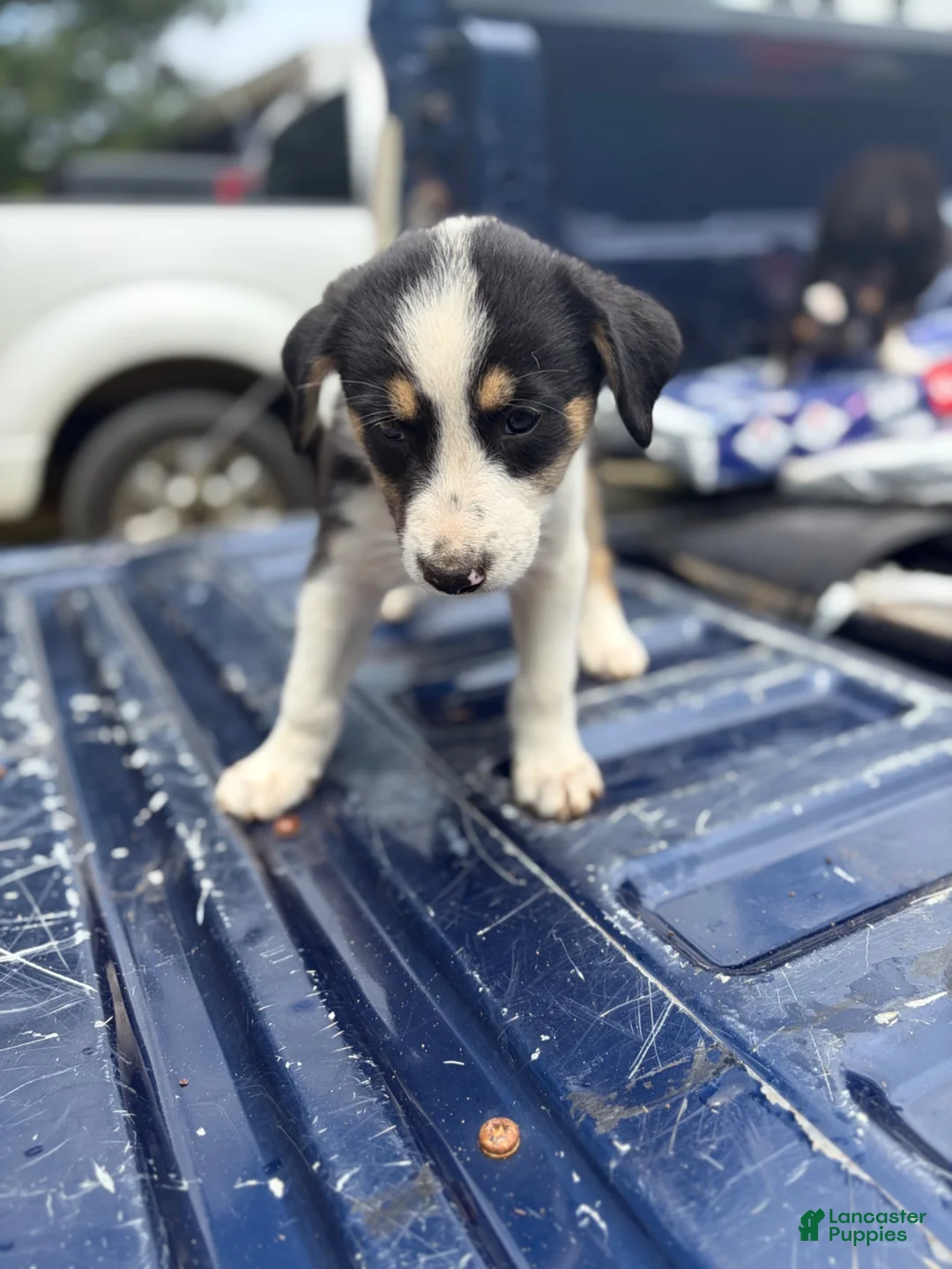Mixed Breed dogs for sale: Mixed Breed 1 - Ad 1