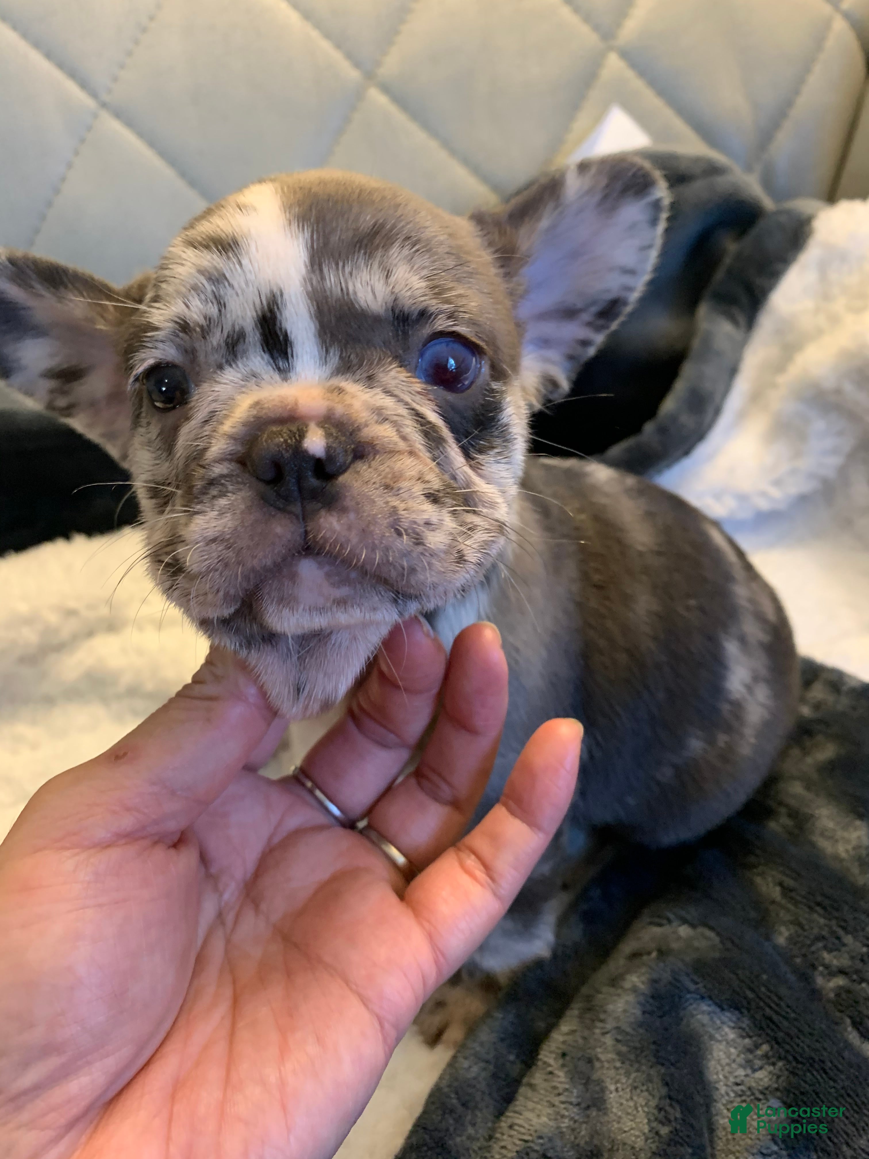 French Bulldog dogs French Bulldog 2 - Ad 8