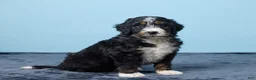 Bernedoodle dogs for sale: Jasper - Ad 5