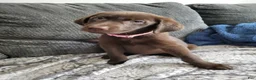 Labrador Retriever dogs for sale: Labrador Retriever Puppy 3 - Ad 3