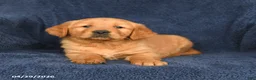 Golden Retriever dogs for sale: BJ - Ad 3