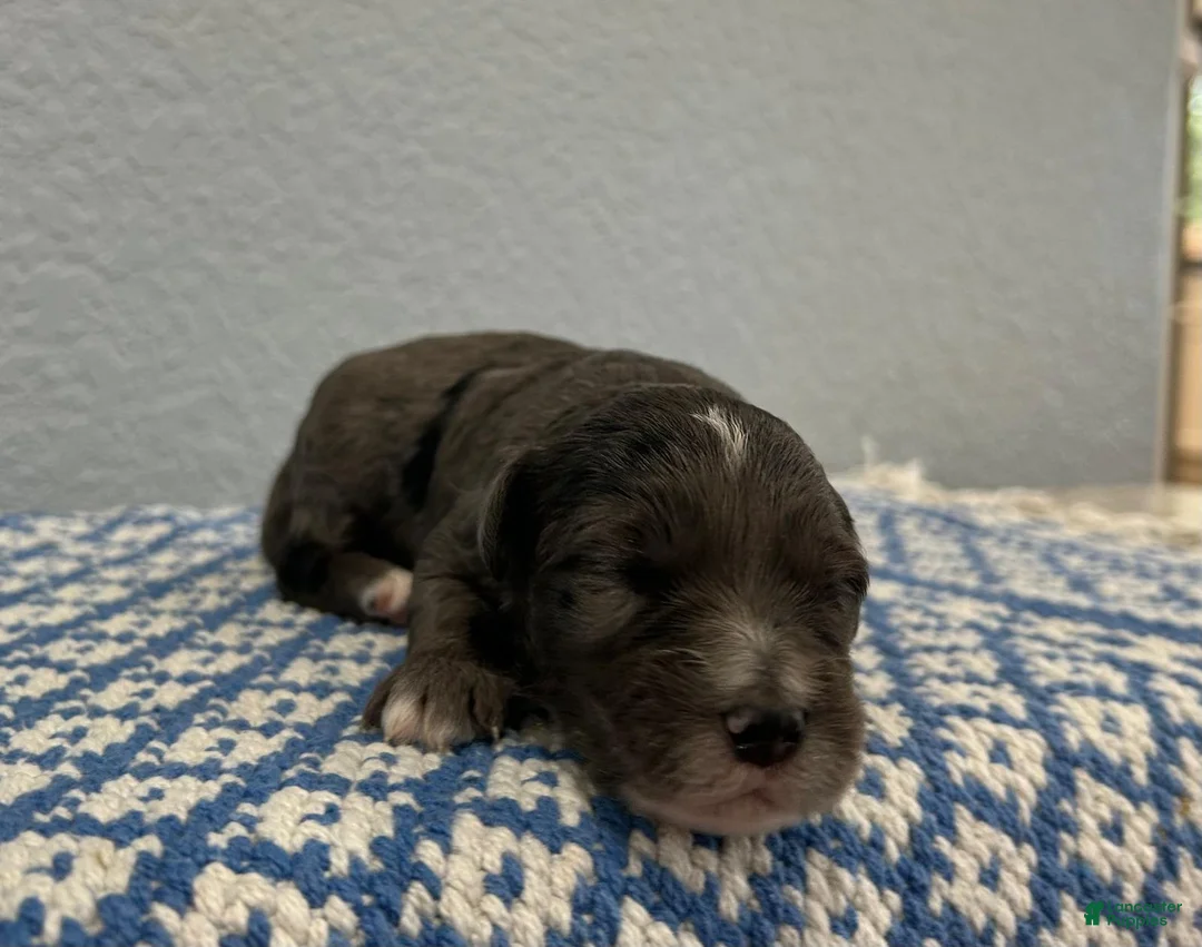 Mini Goldendoodle dogs for sale: Theo - Ad 2