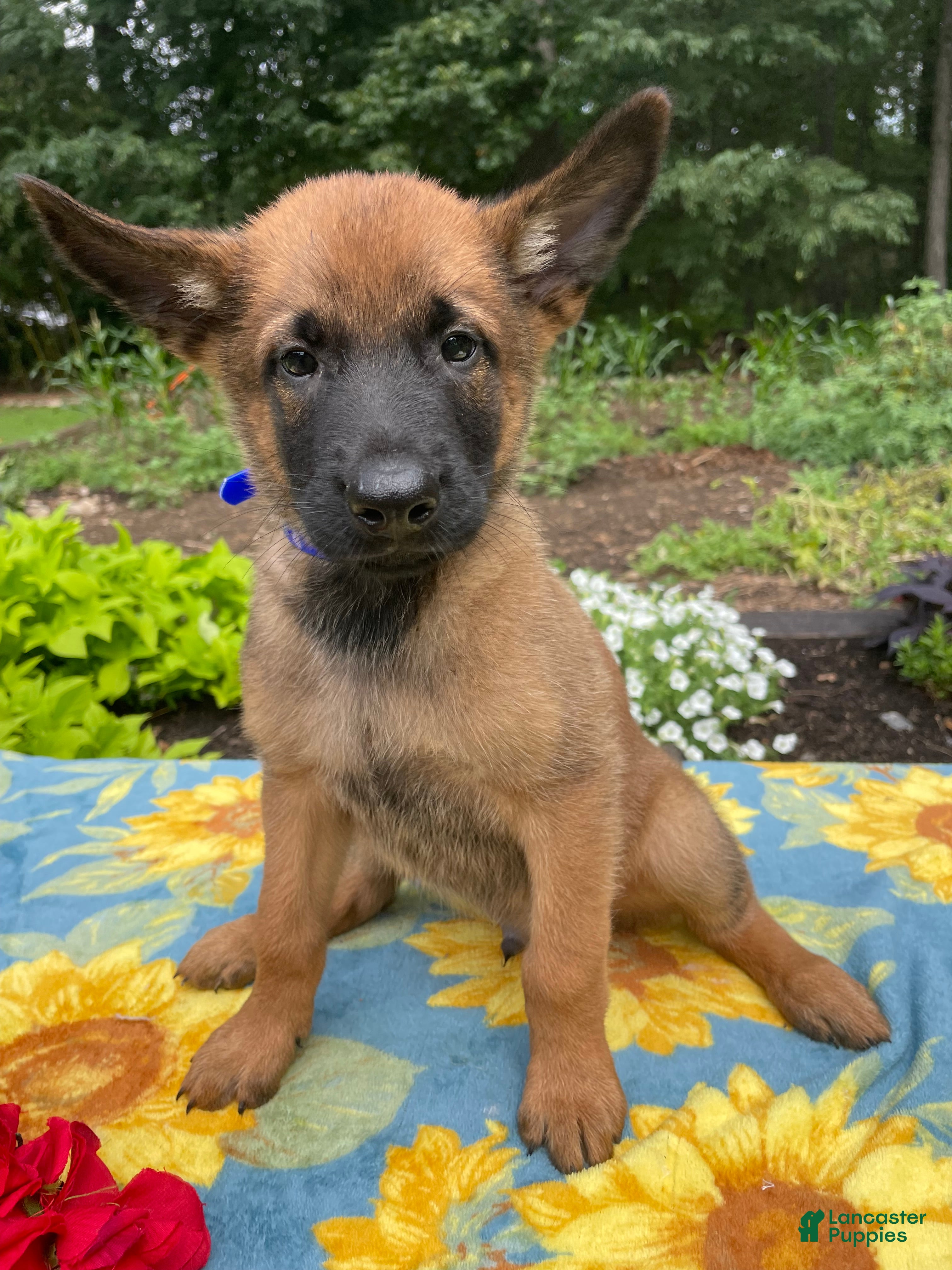 Belgian Malinois dogs Arthur - Ad 1