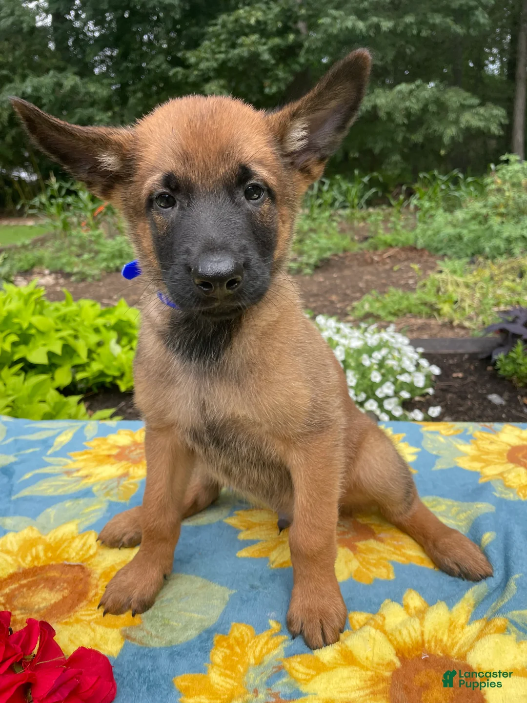Belgian Malinois dogs for sale: Arthur - Ad 1