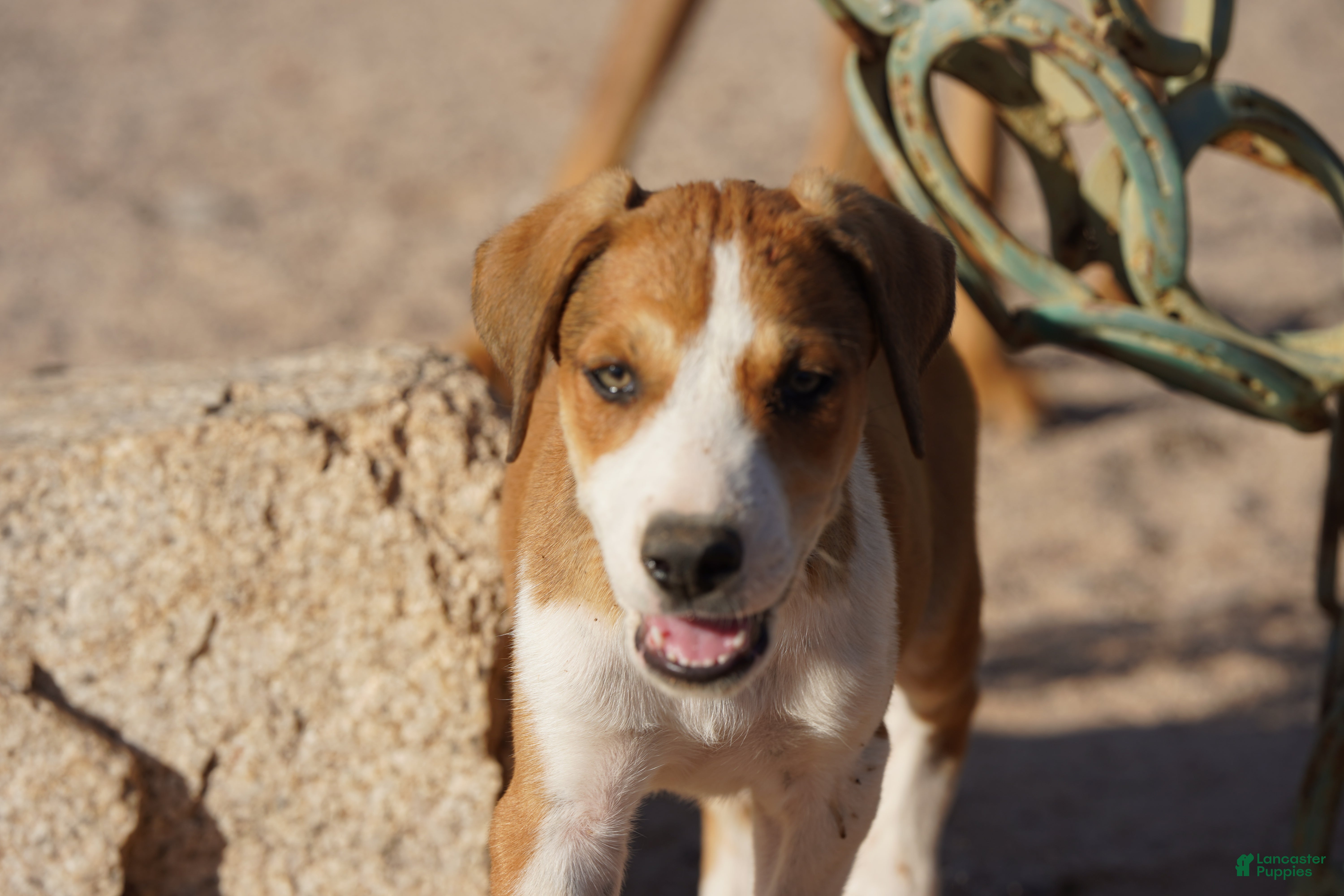 Mixed Breed dogs Doberdane Tan/Wht M - Ad 37
