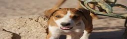 Mixed Breed dogs for sale: Doberdane Tan/Wht M - Ad 1