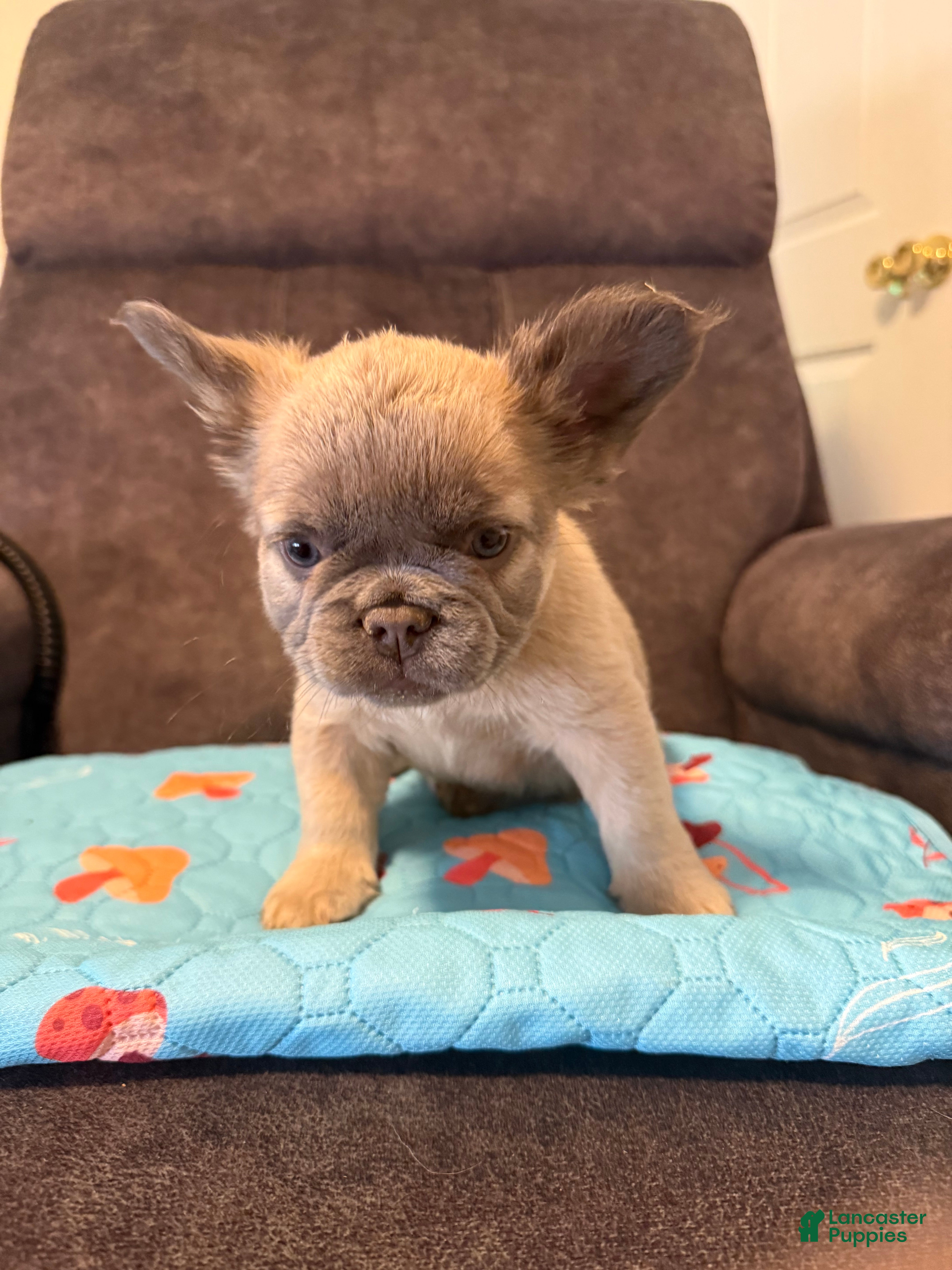 French Bulldog dogs French Bulldog Puppy 4 - Ad 1