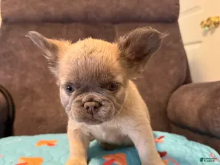 French Bulldog dogs for sale: French Bulldog Puppy 4 - Ad 4