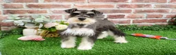 Miniature Schnauzer dogs for sale: Maureen  - Ad 3