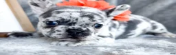 French Bulldog dogs for sale: Clementine Blue Merle AKC Frenchie Female - Ad 3