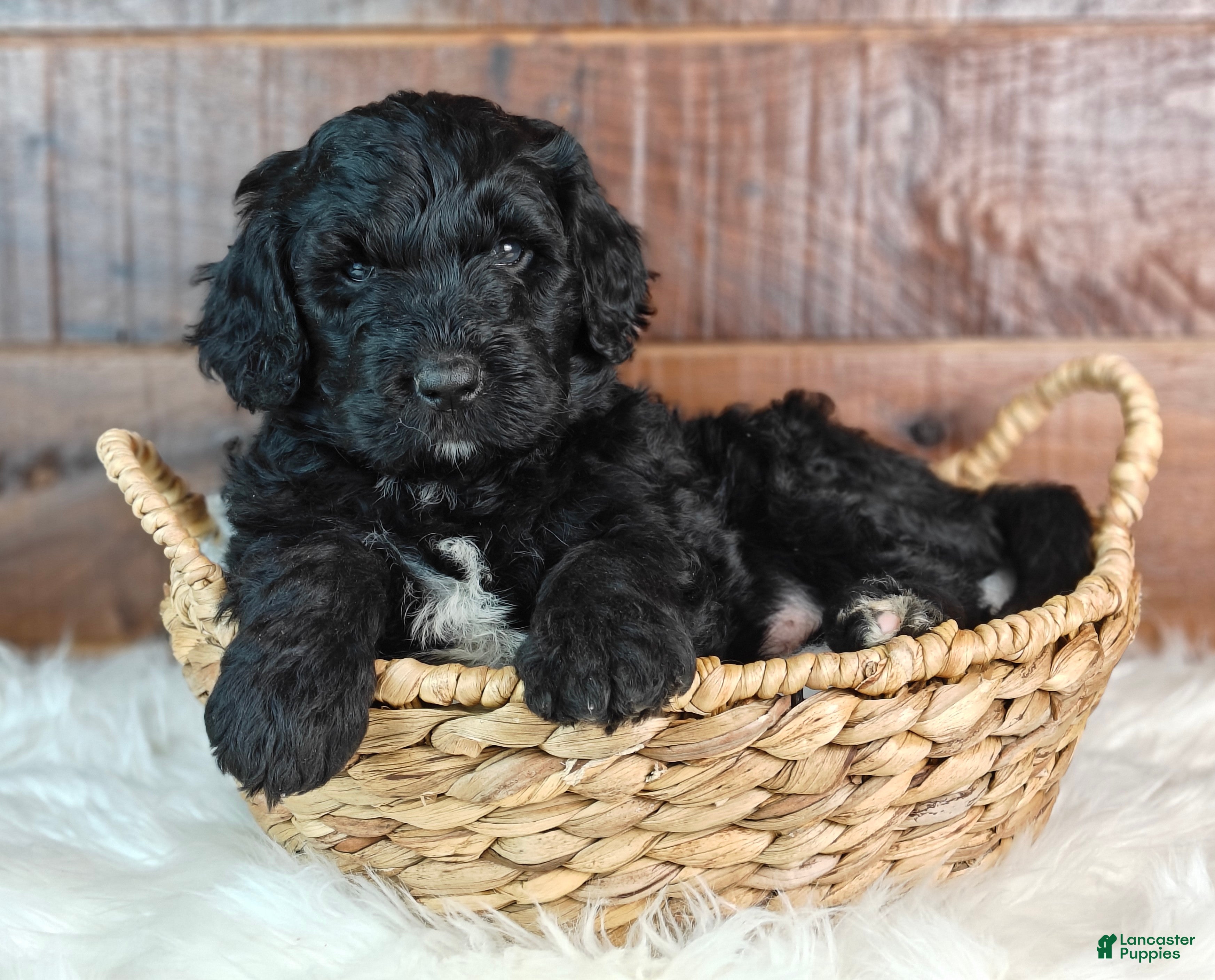Bernedoodle dogs Bear - Ad 1