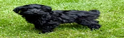 Yorkiepoo dogs for sale: Yorkiepoo Nelson (Male) - Ad 2