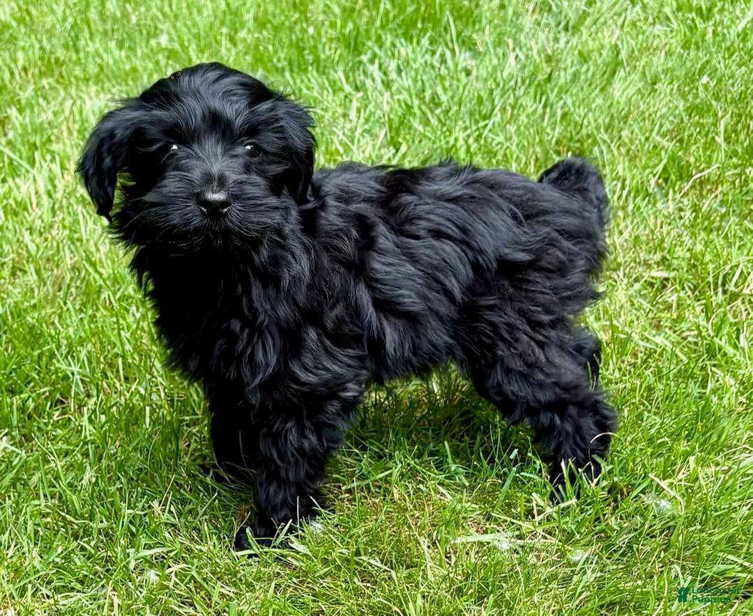 Yorkiepoo dogs for sale: Yorkiepoo Nelson (Male) - Ad 2