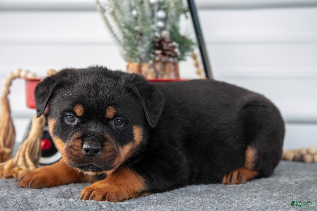 Rottweiler dogs for sale: Hector - Ad 2