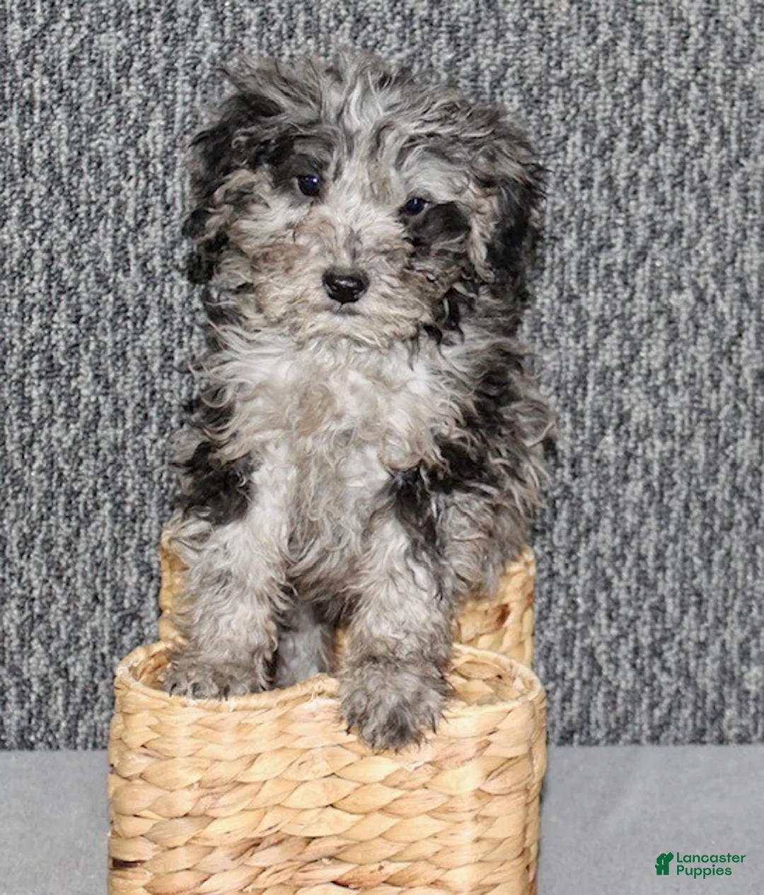 Mixed Breed dogs for sale: Tater - Ad 4