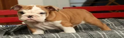 English Bulldog dogs for sale: Liberty - Ad 7
