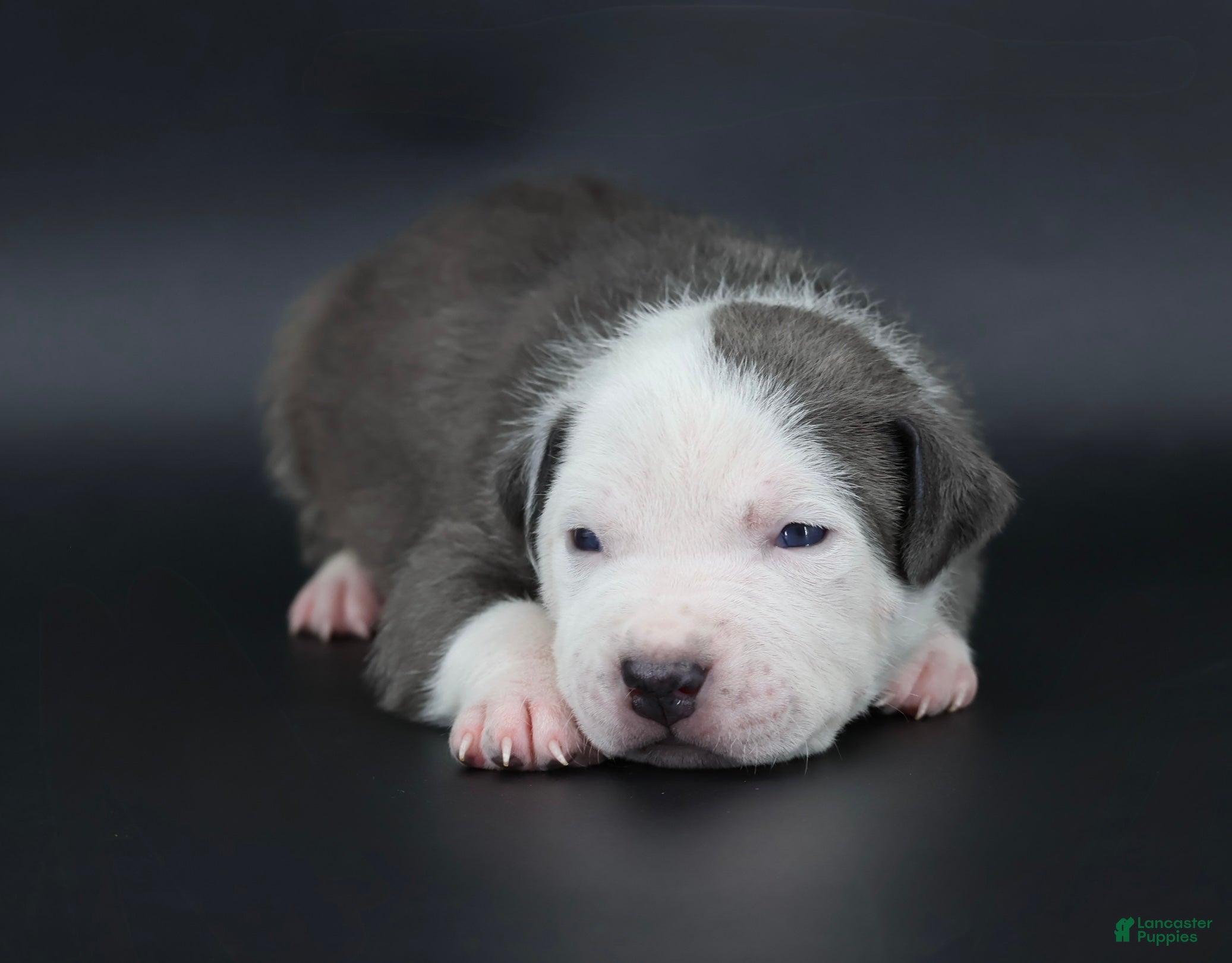 American Bully dogs Chancellor - Ad 1