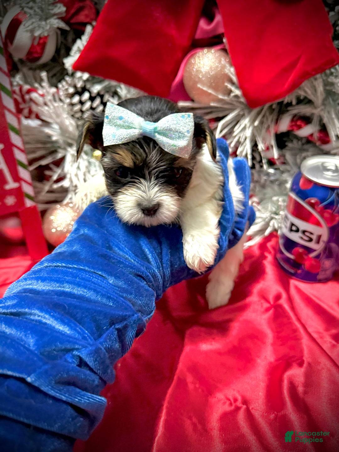 Yorkshire Terrier dogs for sale: Wakko  - Ad 10