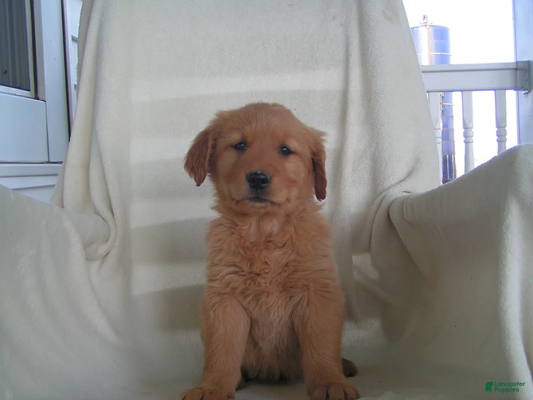 Golden Retriever dogs for sale: Lori - Ad 1