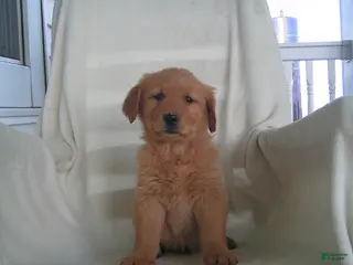 Golden Retriever dogs for sale: Lori - Ad 2
