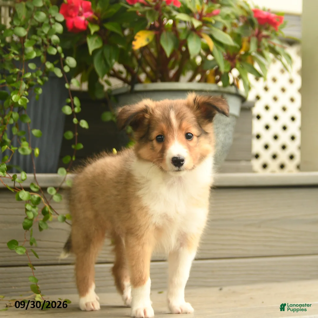 Shetland Sheepdog dogs for sale: Jack  - Ad 2