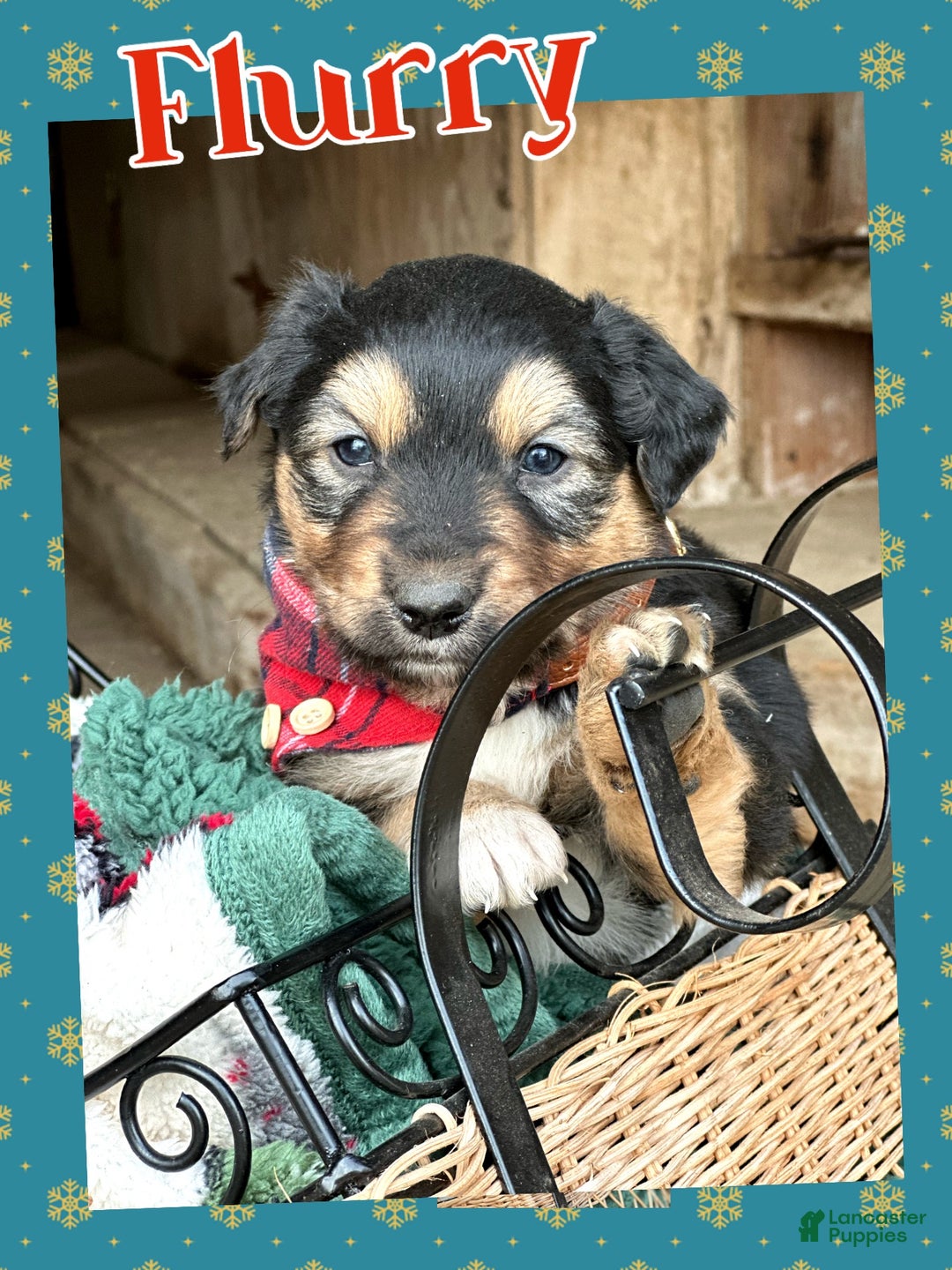 Miniature Australian Shepherd dogs for sale: Flurry - Ad 3