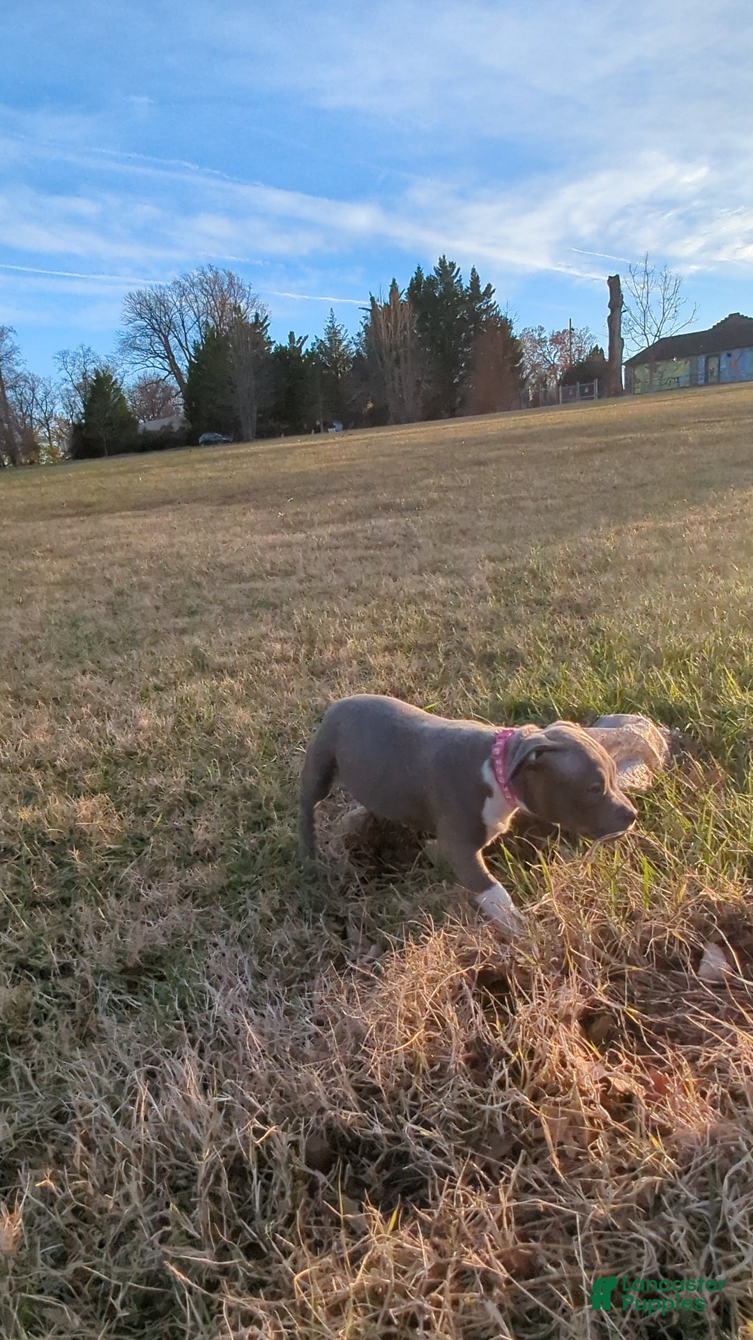 American Bully dogs for sale: G3 - Ad 12