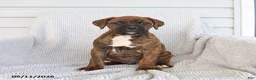 Boxer dogs for sale: Rusty - Ad 3