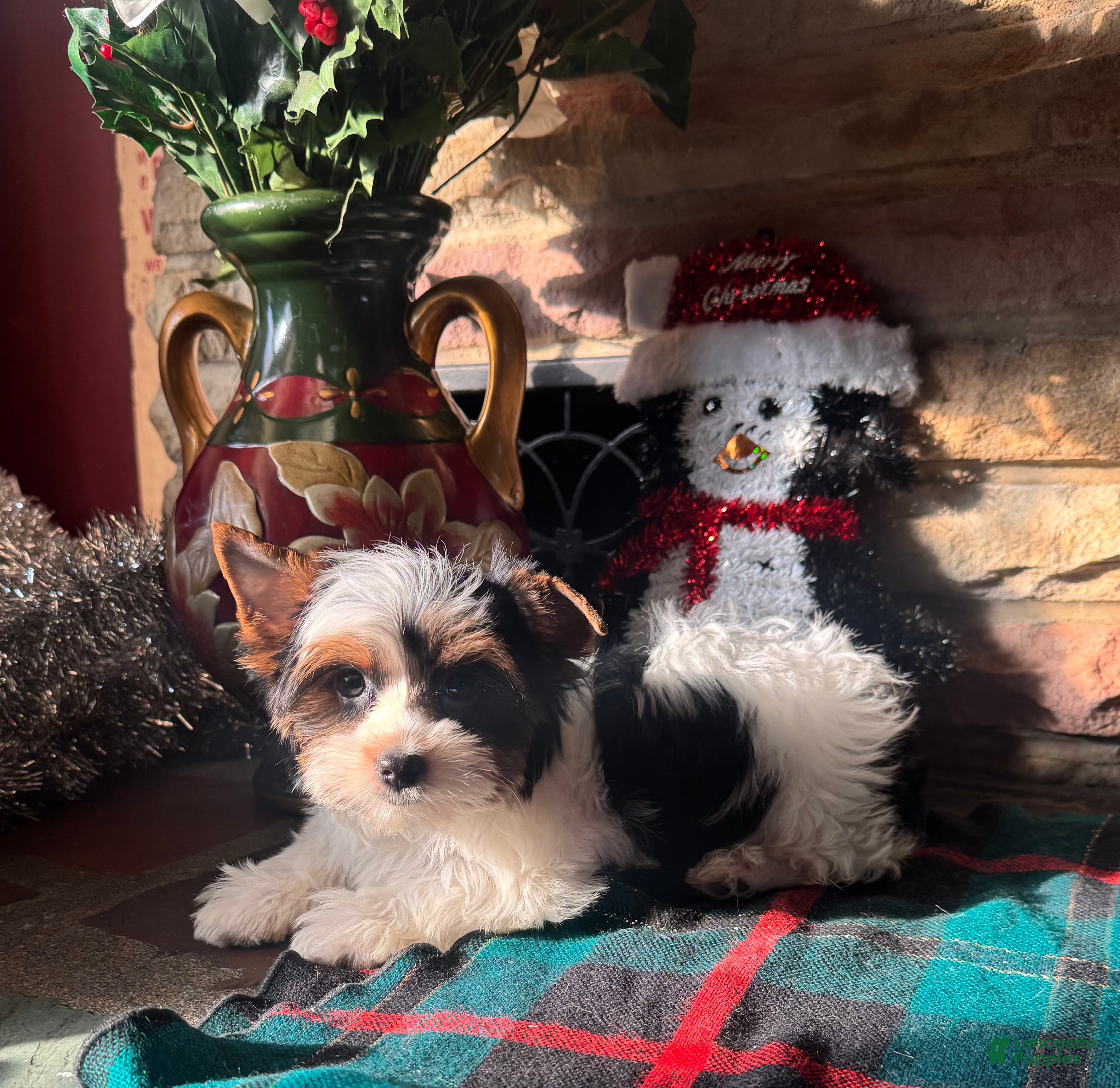 Yorkshire Terrier dogs Yorkshire Terrier Puppy 1 - Ad 21