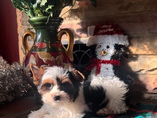 Yorkshire Terrier dogs Yorkshire Terrier Puppy 1 - Ad 28