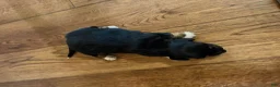 Dachshund dogs for sale: Dachshund Puppy 1 - Ad 2