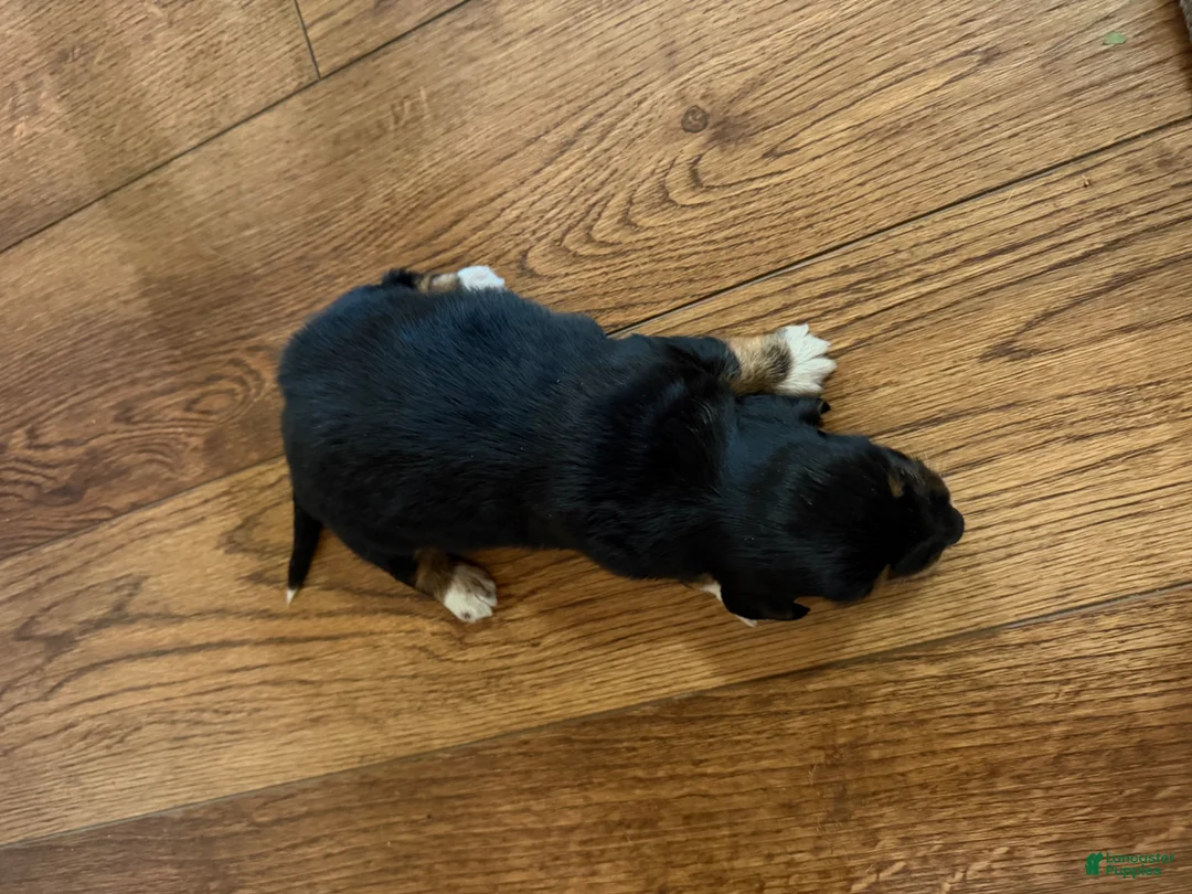 Dachshund dogs for sale: Dachshund Puppy 1 - Ad 2