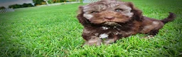 Havapoo dogs for sale: Frisco - Ad 9