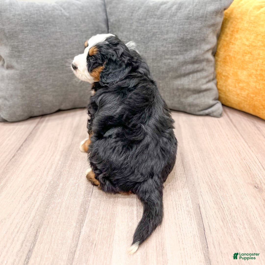 Mini Bernedoodle dogs for sale: Ranger - Ad 5