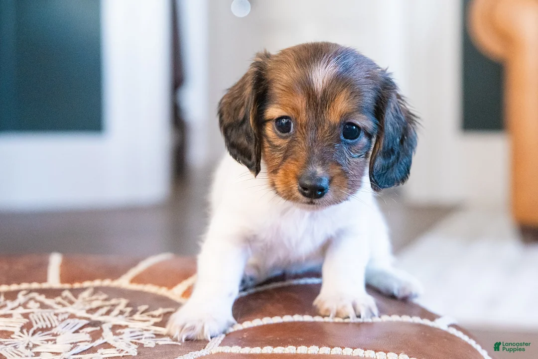 Miniature Dachshund dogs for sale: Schnitzelina von Dramapaws - Ad 8