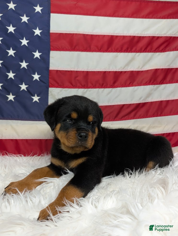 Rottweiler dogs Diesel - Ad 1