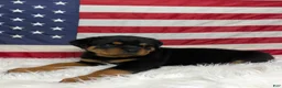 Rottweiler dogs for sale: Diesel - Ad 1