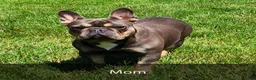 French Bulldog dogs for sale: Heather - Ad 9