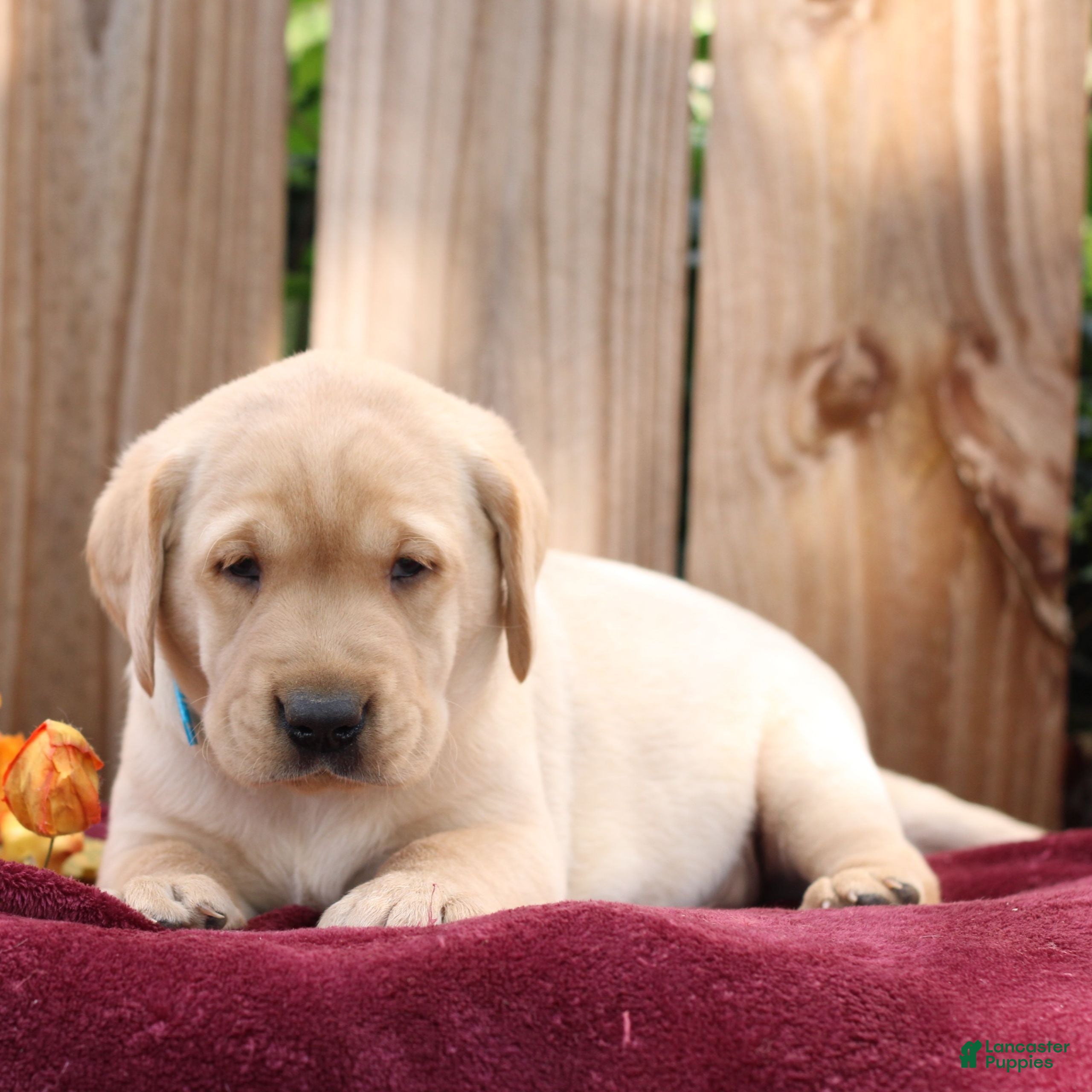 Labrador Retriever dogs for sale: Rusty  - Ad 2