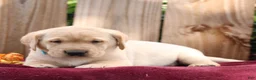 Labrador Retriever dogs for sale: Rusty  - Ad 2