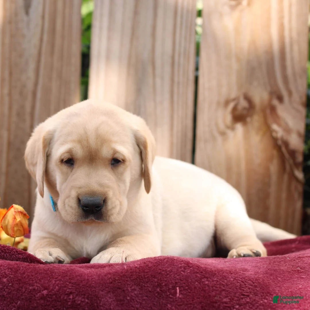 Labrador Retriever dogs for sale: Rusty  - Ad 2