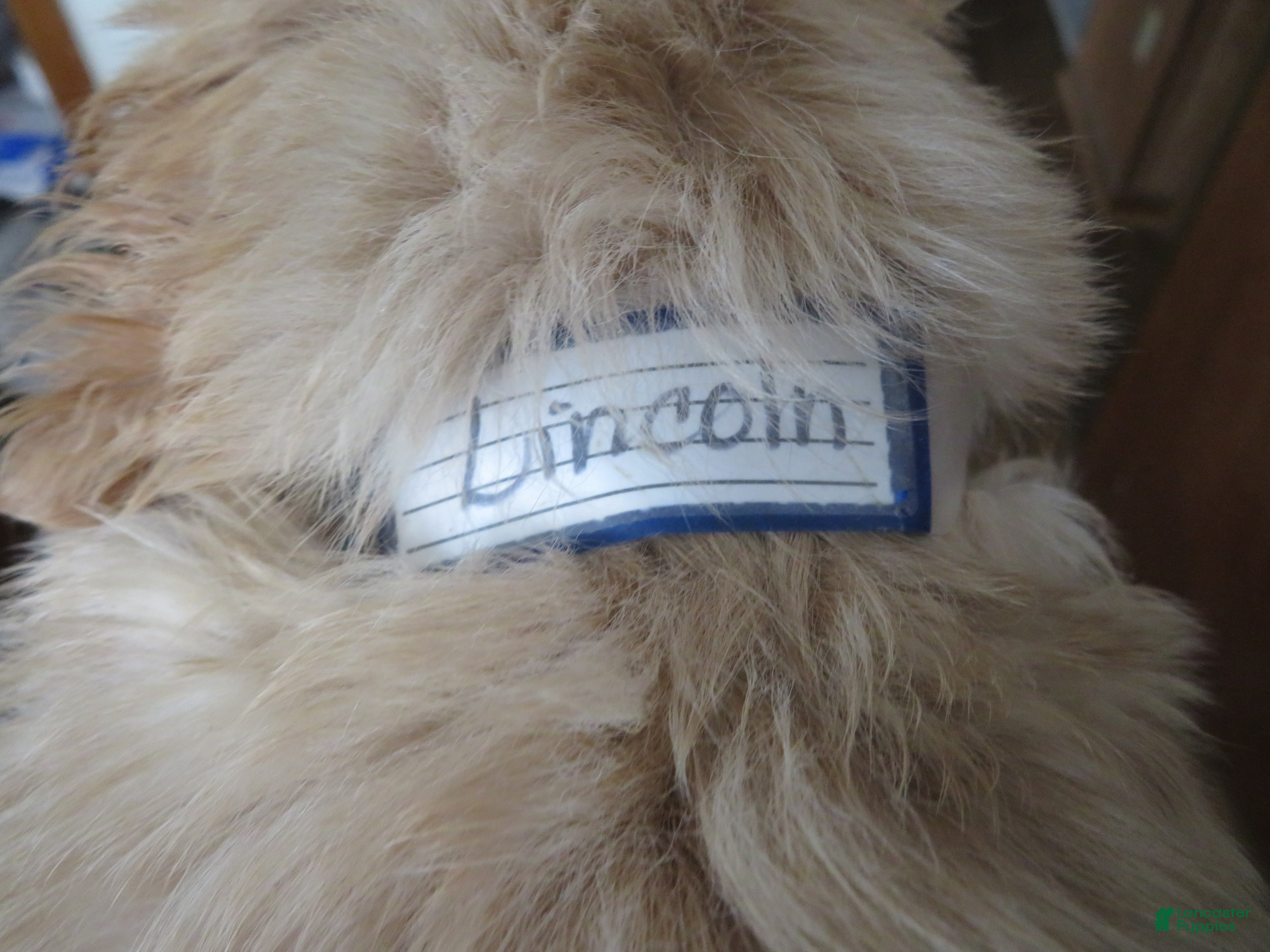 Golden Retriever dogs LINCOLN - CHAMPION LINE - Ad 2