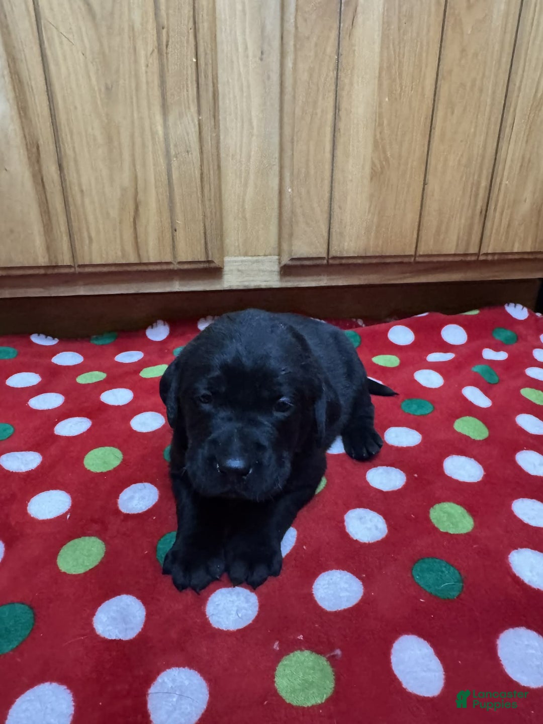 Labrador Retriever dogs for sale: Forest - Ad 1